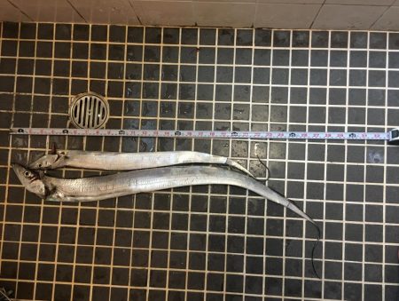 渋い中なんとか太刀魚